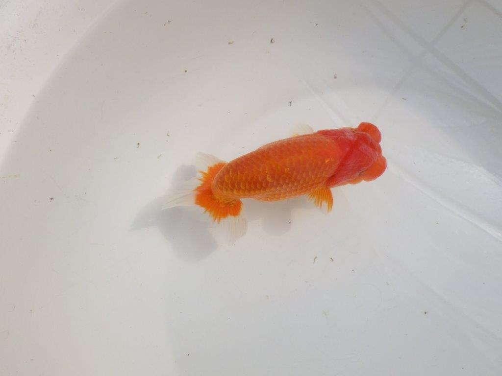 【愛知 伊藤孝広 氏】タネにお勧めポイント多数!!明け二歳らんちゅう約14,5cmオス