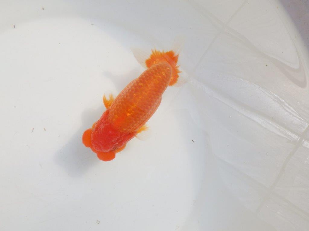 【愛知 伊藤孝広 氏】タネにお勧めポイント多数!!明け二歳らんちゅう約14,5cmオス