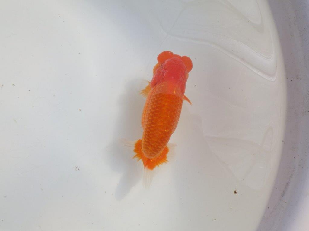 【愛知 伊藤孝広 氏】タネにお勧めポイント多数!!明け二歳らんちゅう約14,5cmオス