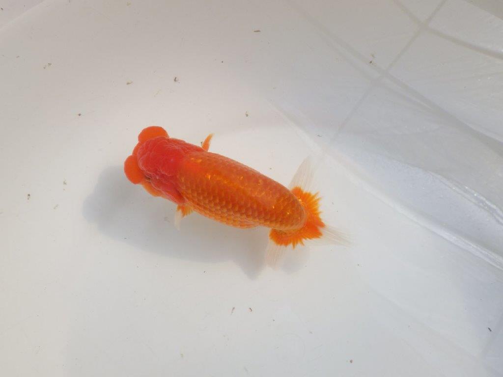 【愛知 伊藤孝広 氏】タネにお勧めポイント多数!!明け二歳らんちゅう約14,5cmオス