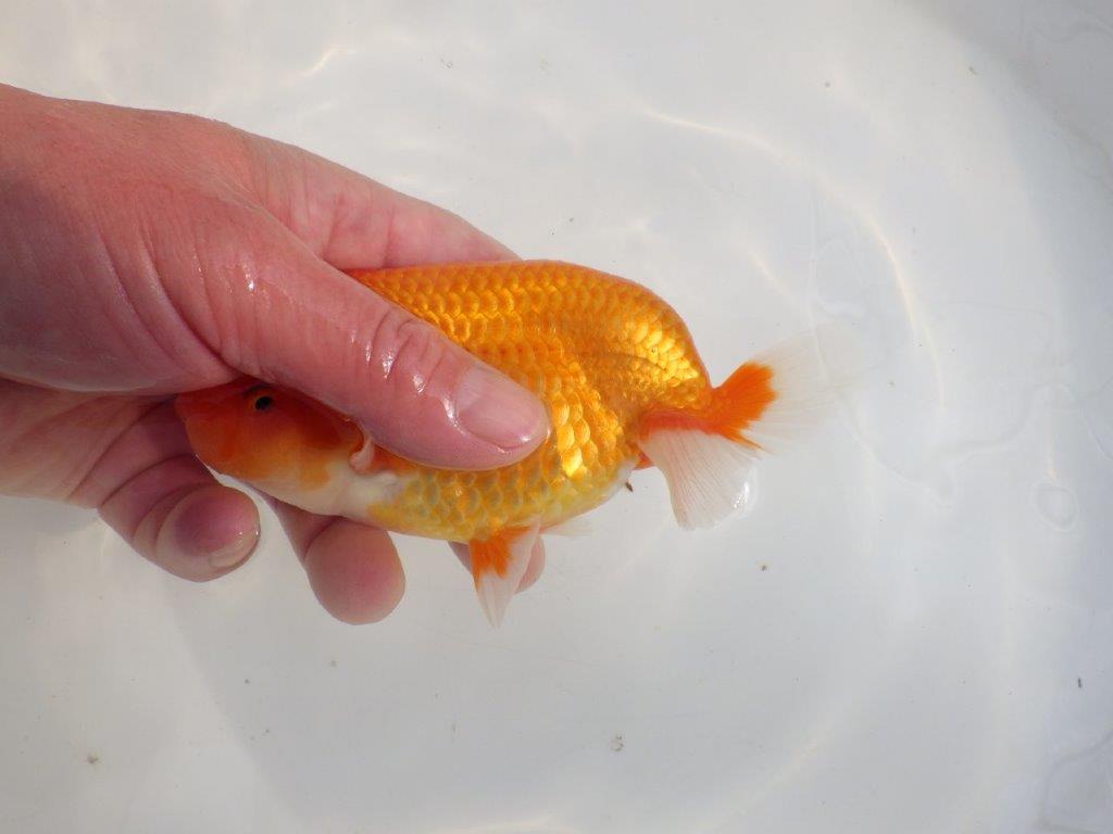 【愛知 伊藤孝広 氏】タネにお勧めポイント多数!!明け二歳らんちゅう約14,5cmオス