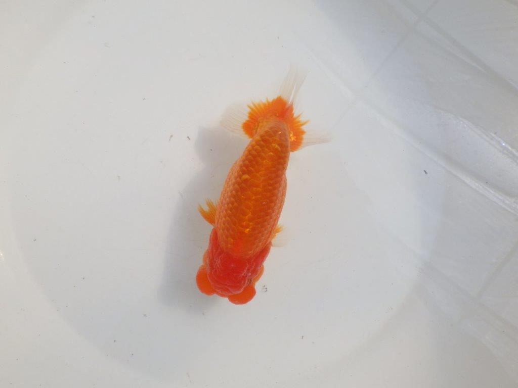 【愛知 伊藤孝広 氏】タネにお勧めポイント多数！！明け二歳らんちゅう約14,5cmオスの上身