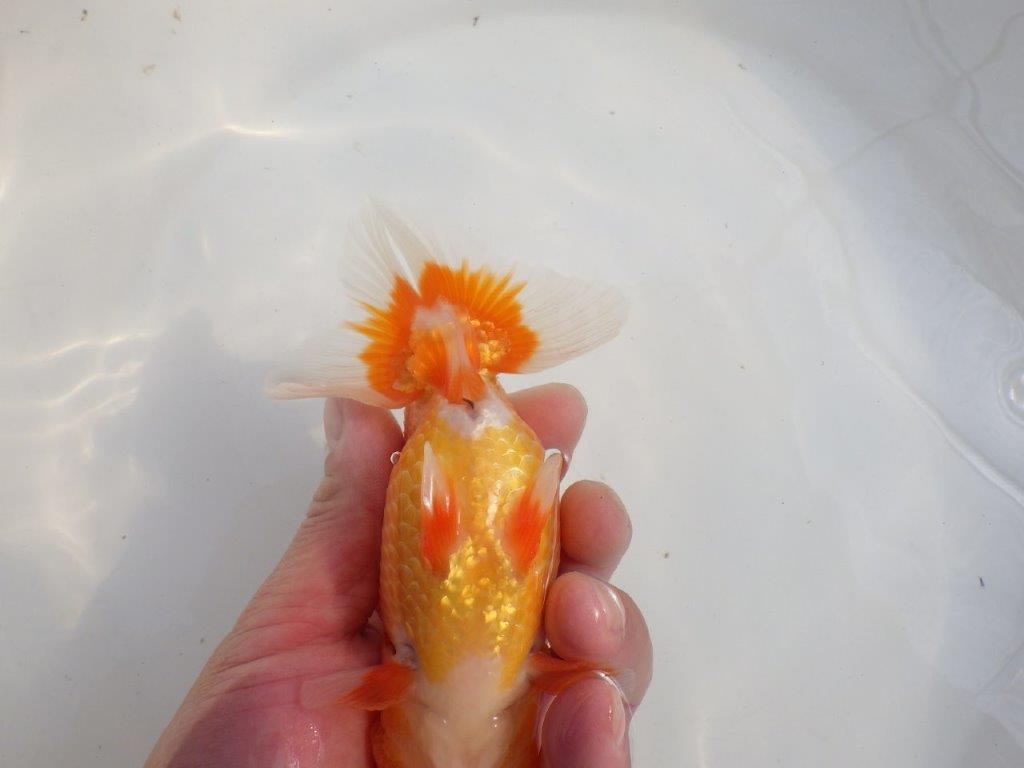 【愛知 伊藤孝広 氏】タネにお勧めポイント多数!!明け二歳らんちゅう約14,5cmオス