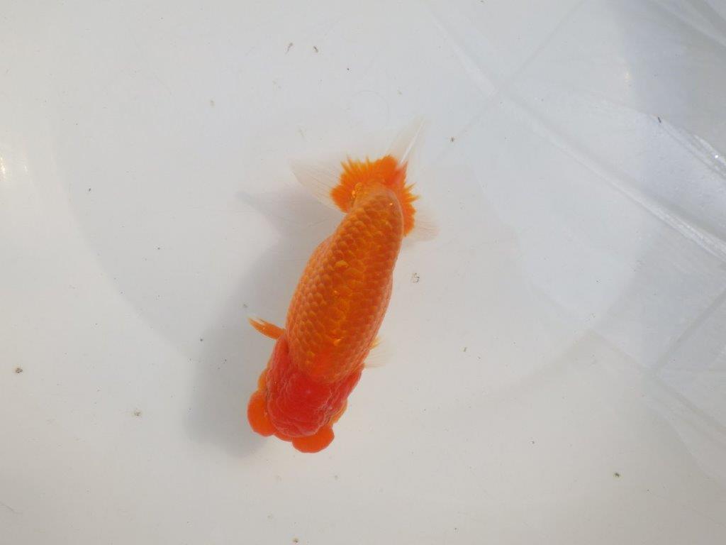 【愛知 伊藤孝広 氏】タネにお勧めポイント多数!!明け二歳らんちゅう約14,5cmオス