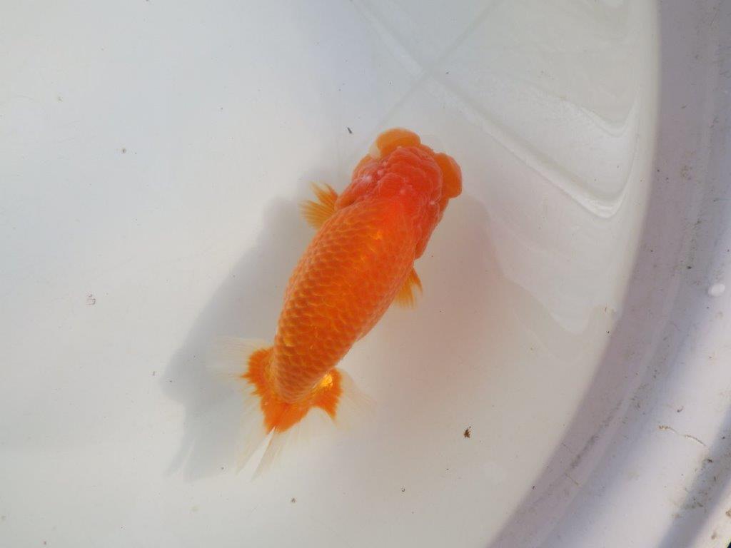 【愛知 伊藤孝広 氏】素晴らしいフンタン＆雰囲気が良い！！明け二歳らんちゅう約15cmオス