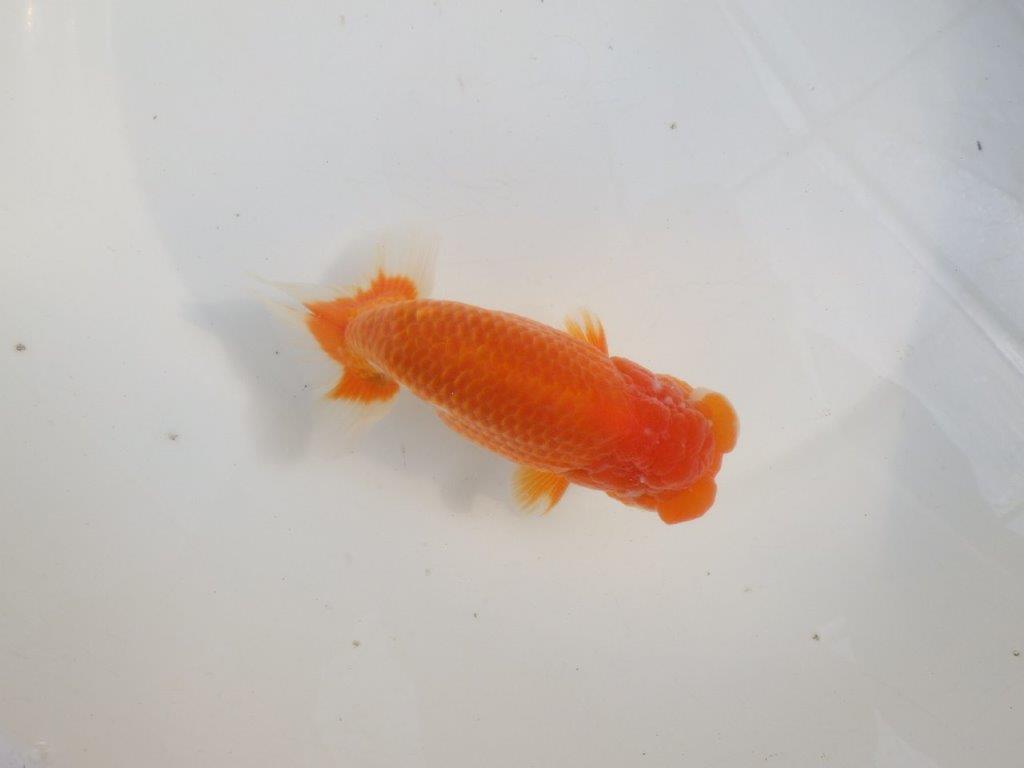 【愛知 伊藤孝広 氏】素晴らしいフンタン＆雰囲気が良い！！明け二歳らんちゅう約15cmオス