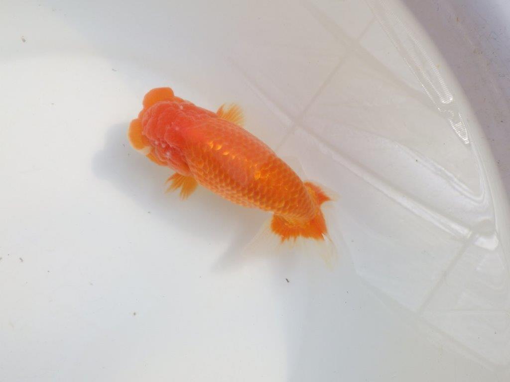 【愛知 伊藤孝広 氏】素晴らしいフンタン＆雰囲気が良い！！明け二歳らんちゅう約15cmオス