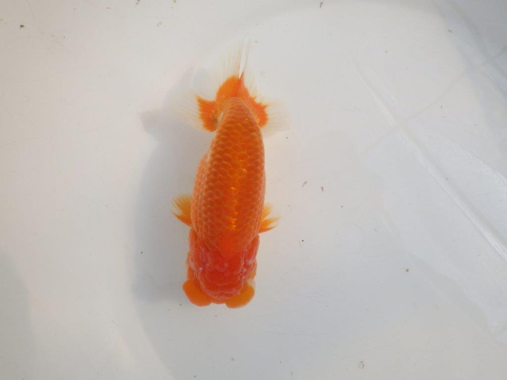 【愛知 伊藤孝広 氏】素晴らしいフンタン＆雰囲気が良い！！明け二歳らんちゅう約15cmオス