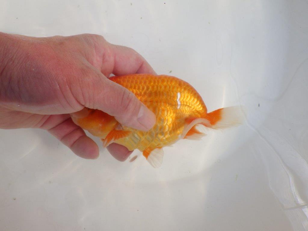 【愛知 伊藤孝広 氏】素晴らしいフンタン＆雰囲気が良い！！明け二歳らんちゅう約15cmオス