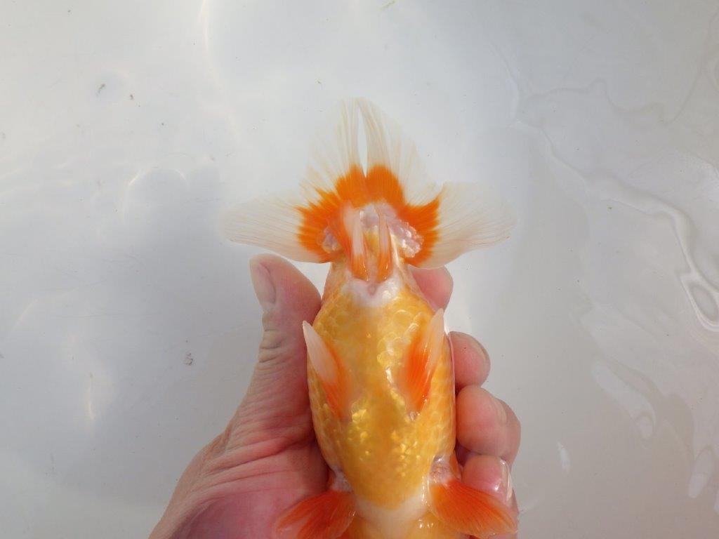 【愛知 伊藤孝広 氏】素晴らしいフンタン＆雰囲気が良い！！明け二歳らんちゅう約15cmオス