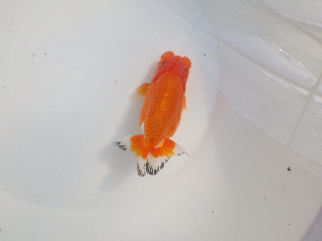 【愛知 伊藤孝広 氏】少しお腹が柔らかい明け二歳らんちゅう約12,5cmメス？