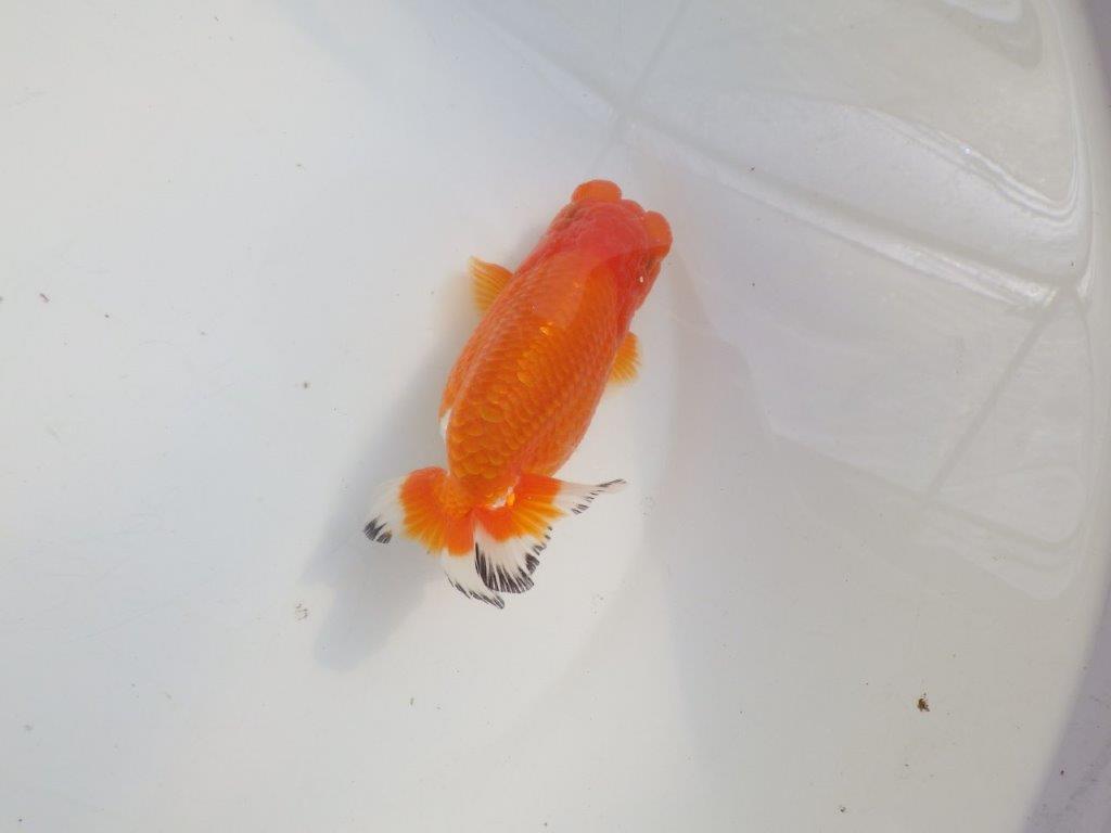 【愛知 伊藤孝広 氏】少しお腹が柔らかい明け二歳らんちゅう約12,5cmメス？