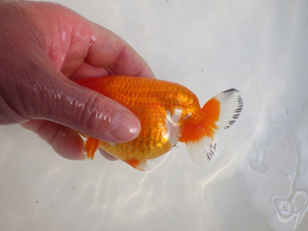 【愛知 伊藤孝広 氏】少しお腹が柔らかい明け二歳らんちゅう約12,5cmメス？