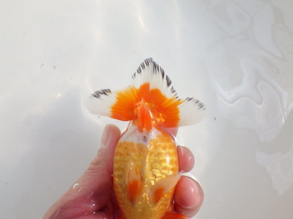 【愛知 伊藤孝広 氏】少しお腹が柔らかい明け二歳らんちゅう約12,5cmメス？