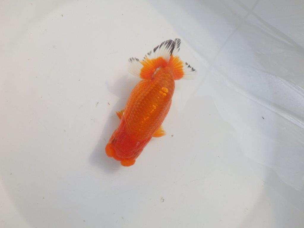 【愛知 伊藤孝広 氏】少しお腹が柔らかい明け二歳らんちゅう約12,5cmメス？