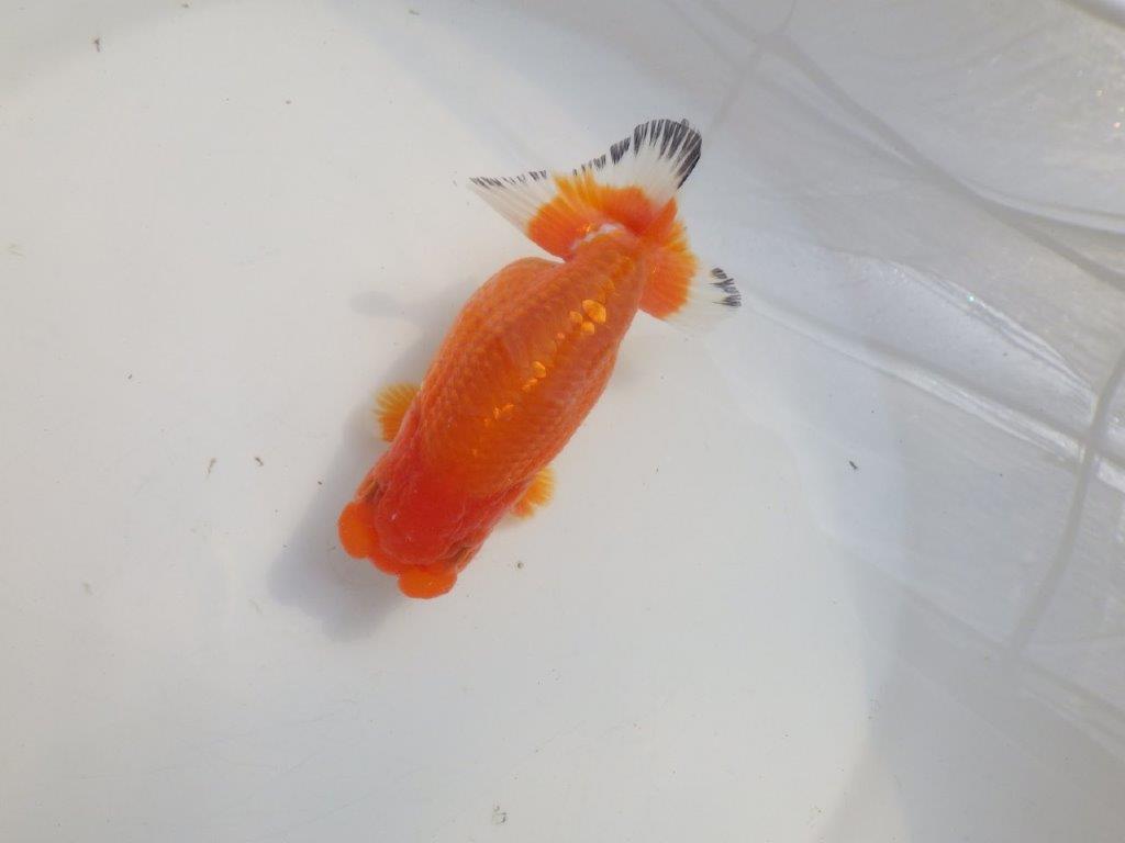 【愛知 伊藤孝広 氏】少しお腹が柔らかい明け二歳らんちゅう約12,5cmメス？の上身