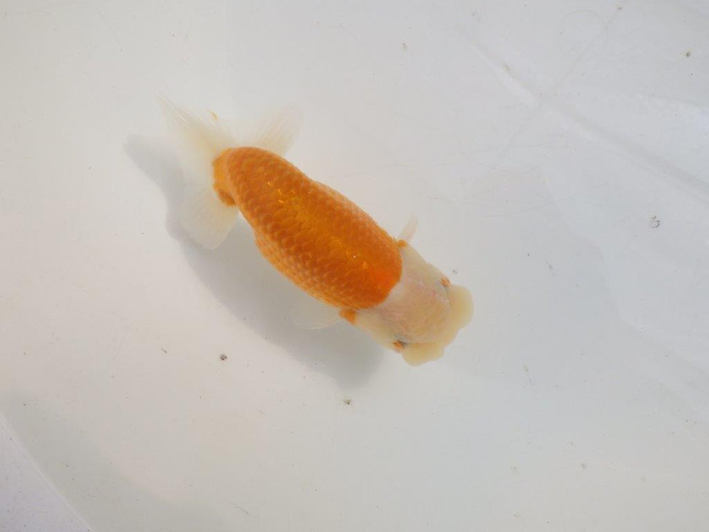 【愛知 伊藤孝広 氏】かなり雰囲気が良くなってきた明け二歳らんちゅう約13,5cmオス