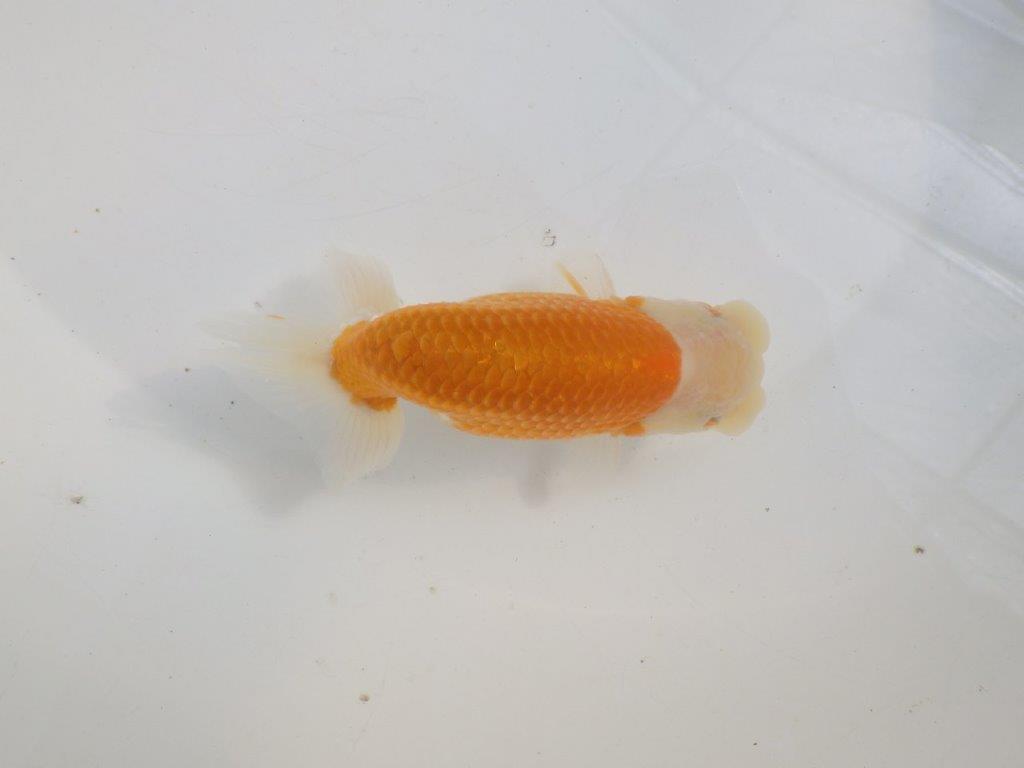 【愛知 伊藤孝広 氏】かなり雰囲気が良くなってきた明け二歳らんちゅう約13,5cmオス