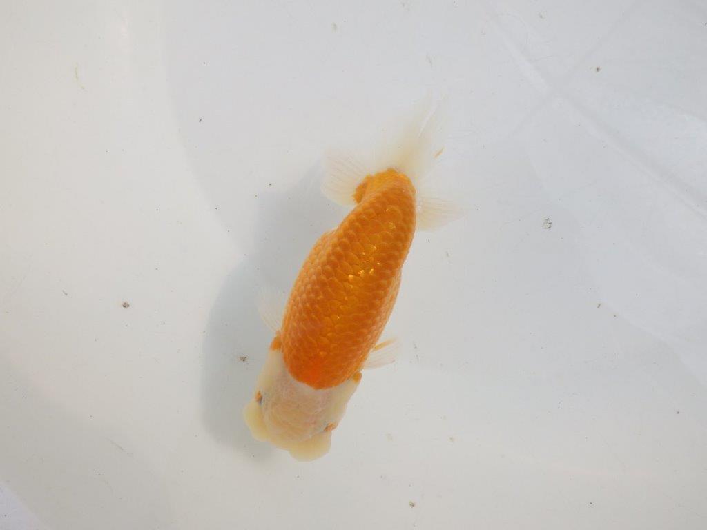 【愛知 伊藤孝広 氏】かなり雰囲気が良くなってきた明け二歳らんちゅう約13,5cmオス