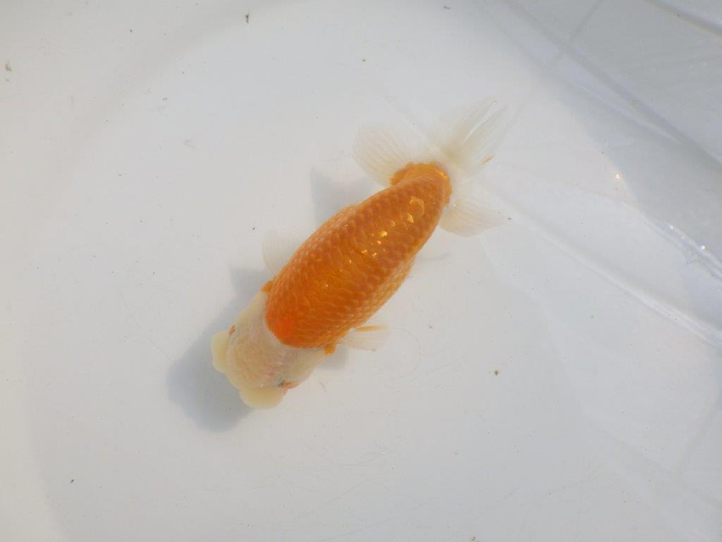 【愛知 伊藤孝広 氏】かなり雰囲気が良くなってきた明け二歳らんちゅう約13,5cmオスの上身