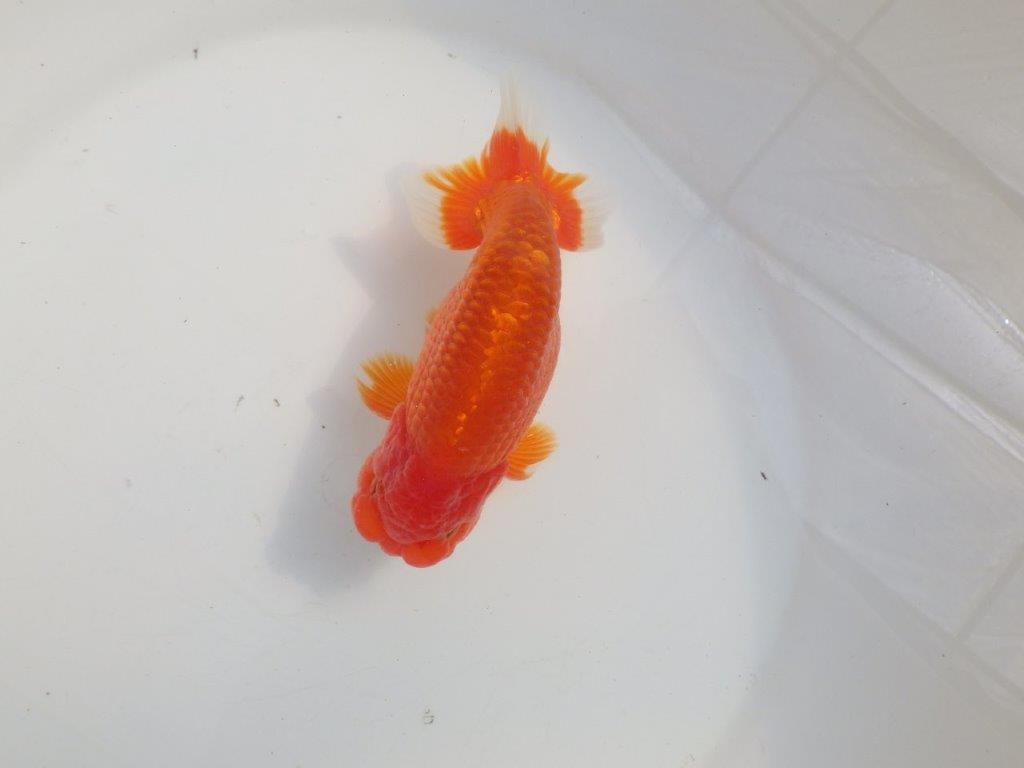 【愛知 伊藤孝広 氏】品評大会に向けて飼い込み!明け二歳らんちゅう約14,5cmオス