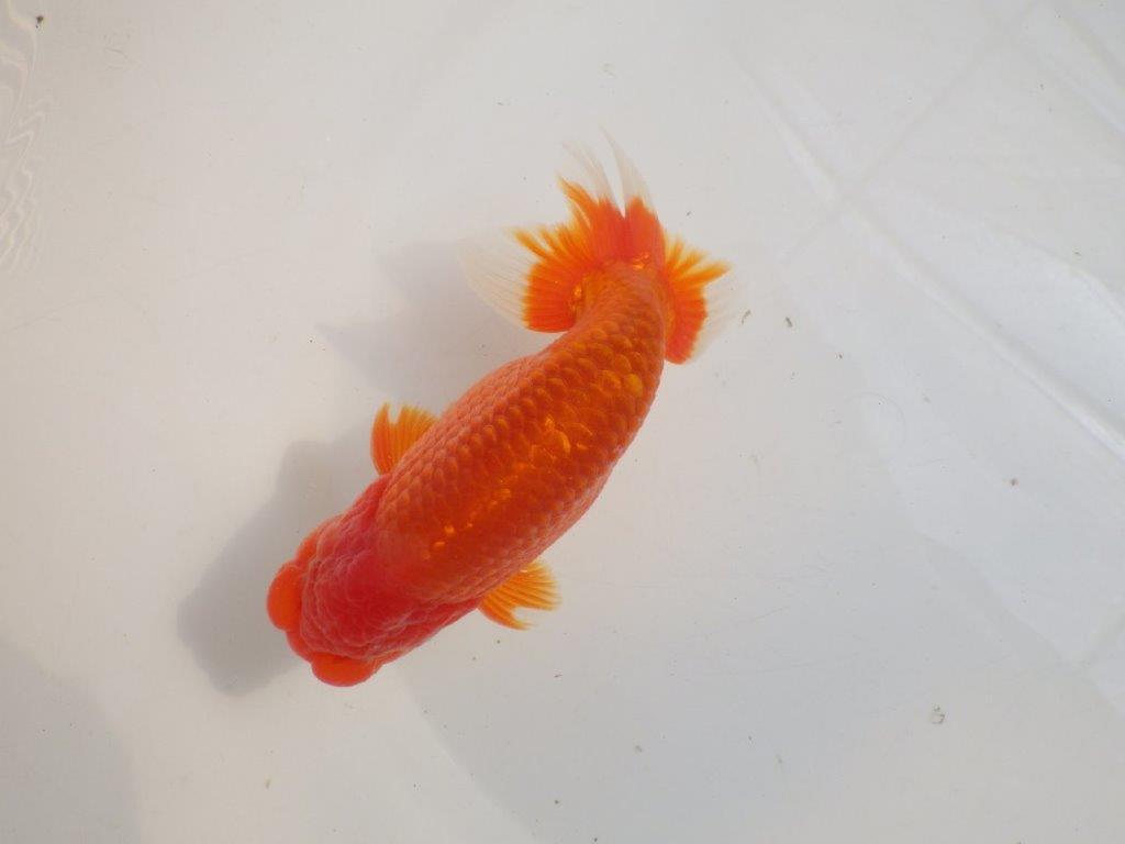 【愛知 伊藤孝広 氏】品評大会に向けて飼い込み!明け二歳らんちゅう約14,5cmオス