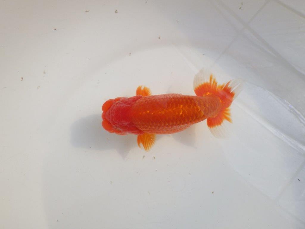 【愛知 伊藤孝広 氏】品評大会に向けて飼い込み!明け二歳らんちゅう約14,5cmオス