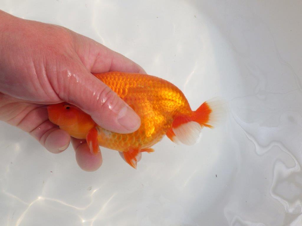 【愛知 伊藤孝広 氏】品評大会に向けて飼い込み!明け二歳らんちゅう約14,5cmオス