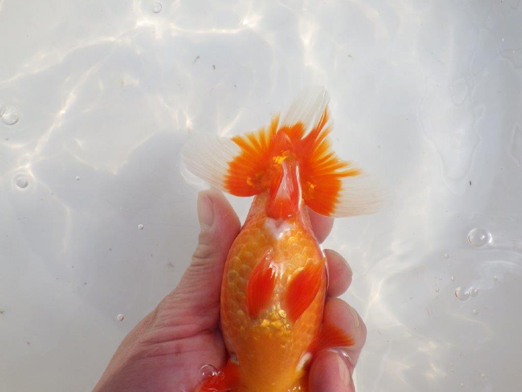 【愛知 伊藤孝広 氏】品評大会に向けて飼い込み!明け二歳らんちゅう約14,5cmオス