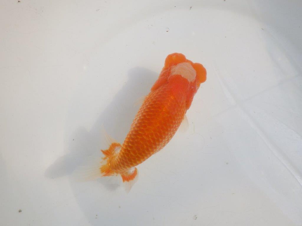 【愛知 伊藤孝広 氏】貴重なカナコ柄が美しい明け二歳らんちゅう約16cmオス