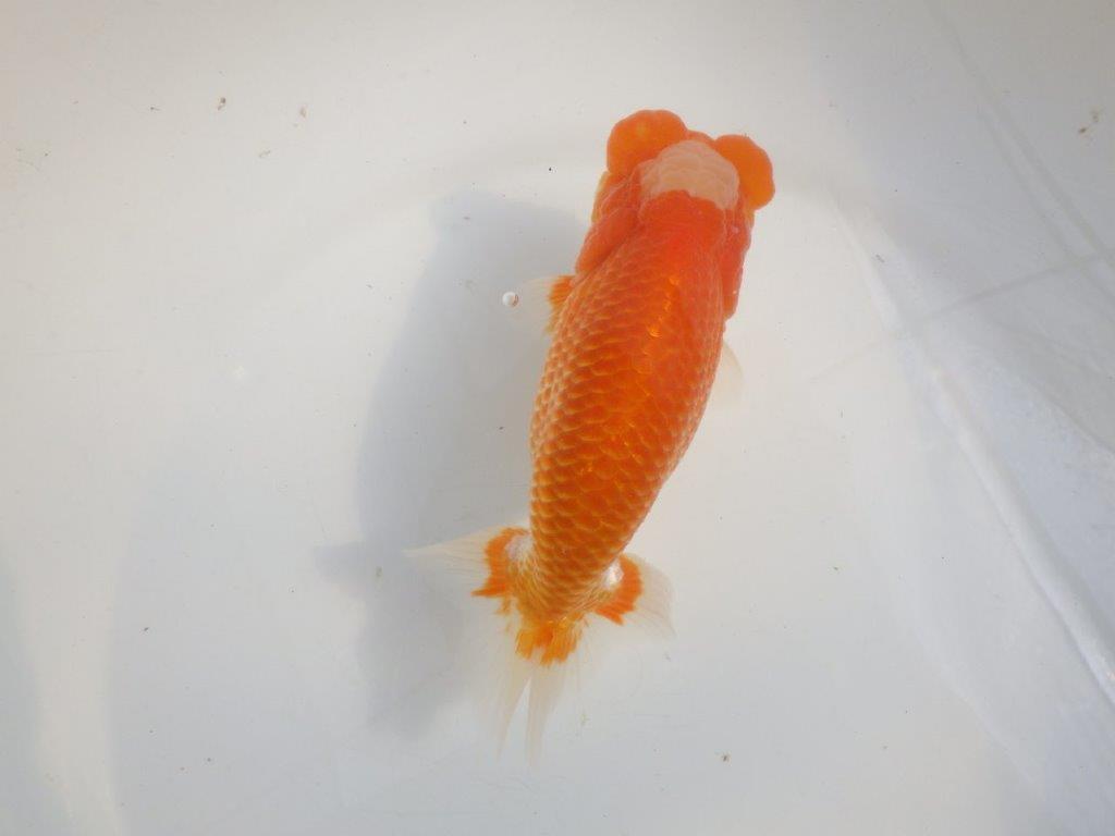 【愛知 伊藤孝広 氏】貴重なカナコ柄が美しい明け二歳らんちゅう約16cmオス