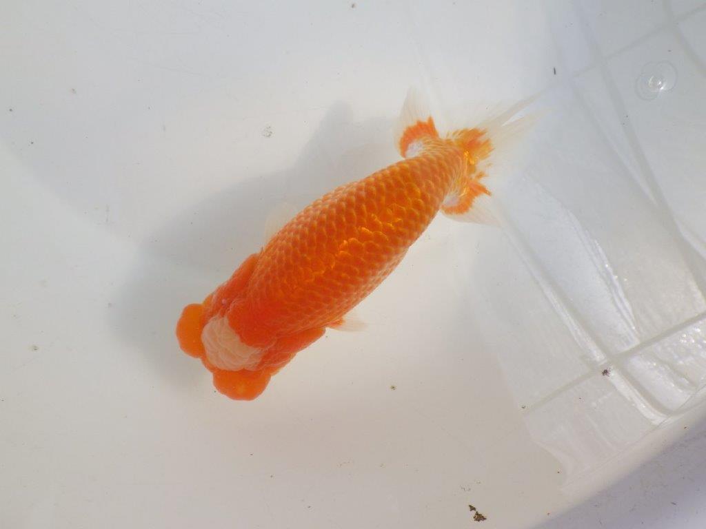 【愛知 伊藤孝広 氏】貴重なカナコ柄が美しい明け二歳らんちゅう約16cmオスの上身