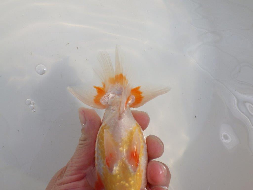 【愛知 伊藤孝広 氏】貴重なカナコ柄が美しい明け二歳らんちゅう約16cmオス