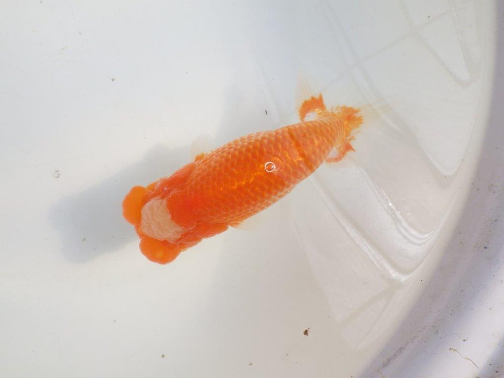 【愛知 伊藤孝広 氏】貴重なカナコ柄が美しい明け二歳らんちゅう約16cmオス