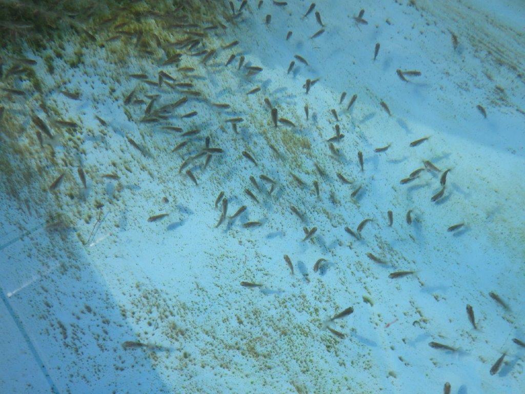 【全国大会東大関獲得系統 】ヒーター加温なしで管理中の観賞用青仔５０尾セット