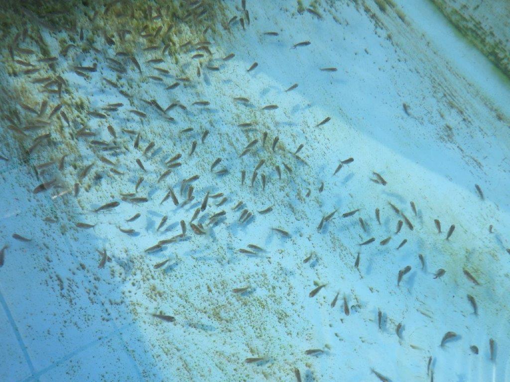 【全国大会東大関獲得系統 】ヒーター加温なしで管理中の観賞用青仔５０尾セット