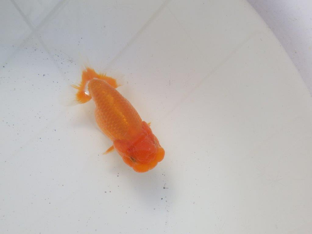 【 愛知超優良系統様】頭、尾型、構えが良い明け二歳らんちゅう 約11,5㎝ オス