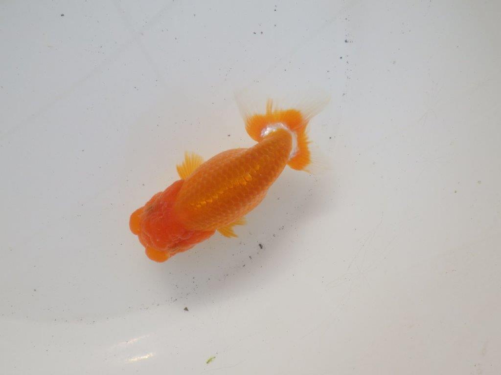 【 愛知超優良系統様】頭、尾型、構えが良い明け二歳らんちゅう 約11,5㎝ オス