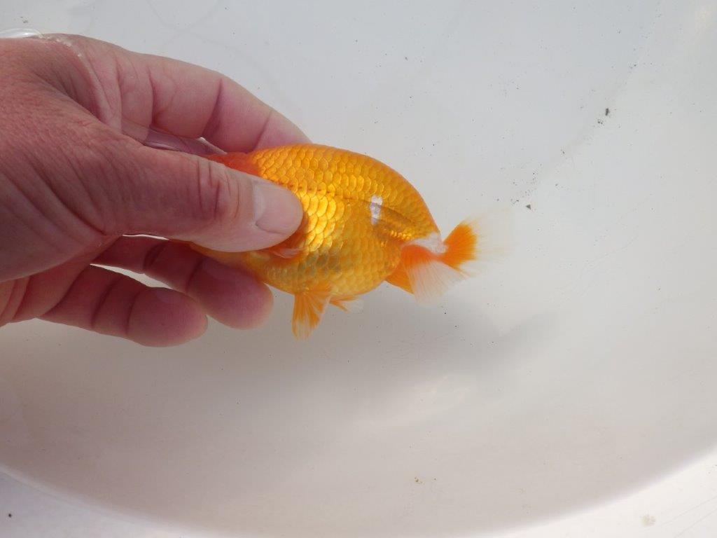 【 愛知超優良系統様】頭、尾型、構えが良い明け二歳らんちゅう 約11,5㎝ オス