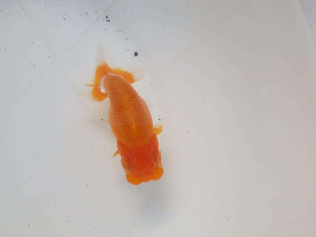 【 愛知超優良系統様】頭、尾型、構えが良い明け二歳らんちゅう 約11,5㎝ オスの上身