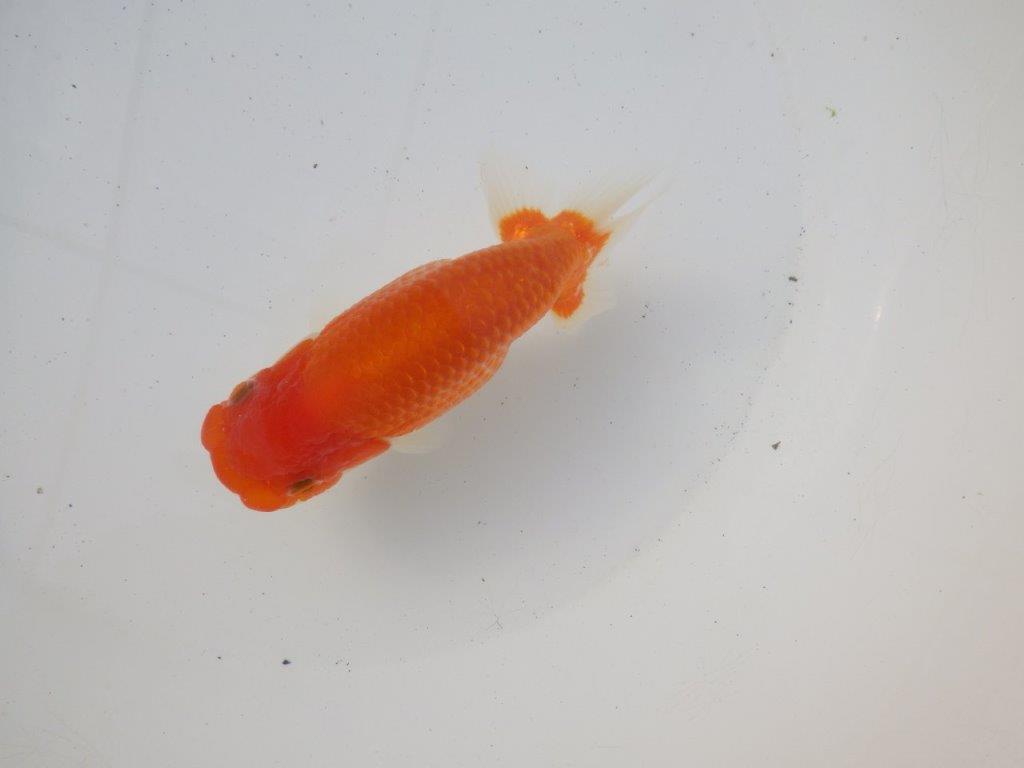 【 愛知超優良系統様】綺麗な柄で水槽映え明け二歳らんちゅう 約14㎝の上身