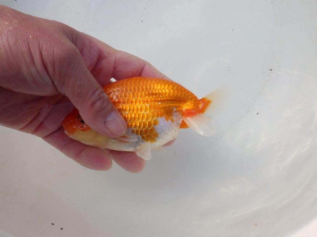 【 愛知超優良系統様】綺麗な柄で水槽映え明け二歳らんちゅう 約14㎝