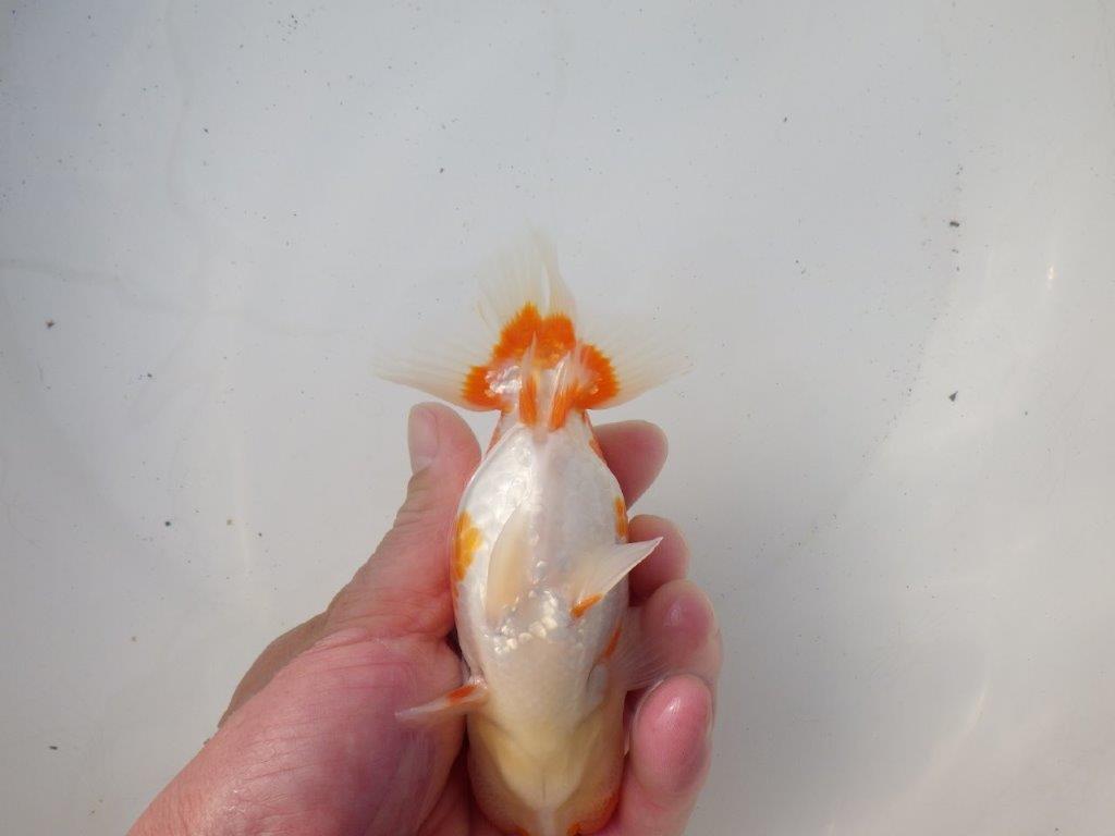 【 愛知超優良系統様】綺麗な柄で水槽映え明け二歳らんちゅう 約14㎝