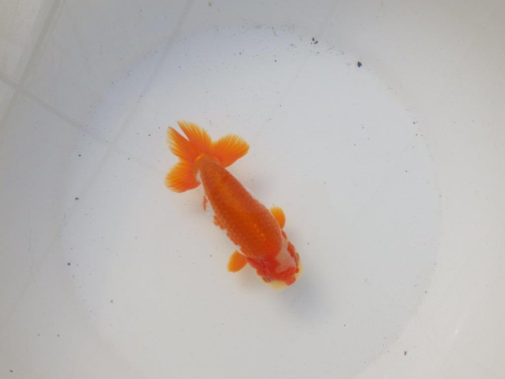 【 愛知超優良系統様】綺麗な柄でご鑑賞お勧め明け二歳らんちゅう 約14㎝オス