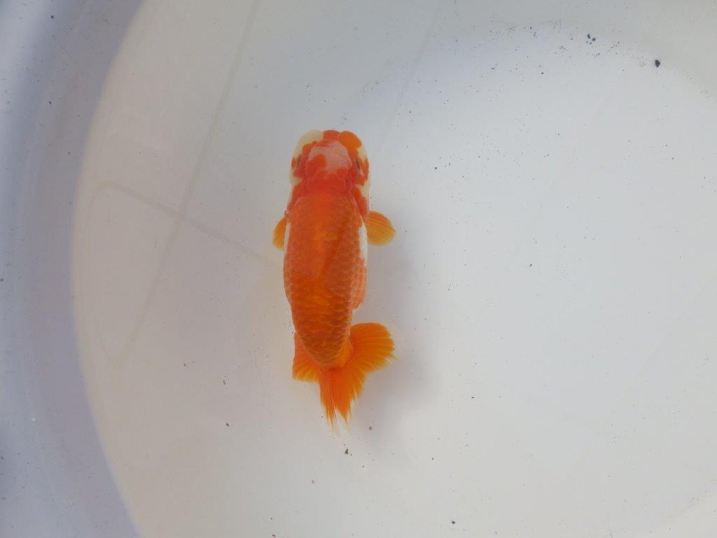 【 愛知超優良系統様】太くたくましい体系で種にもお勧め明け二歳らんちゅう 約15㎝オス