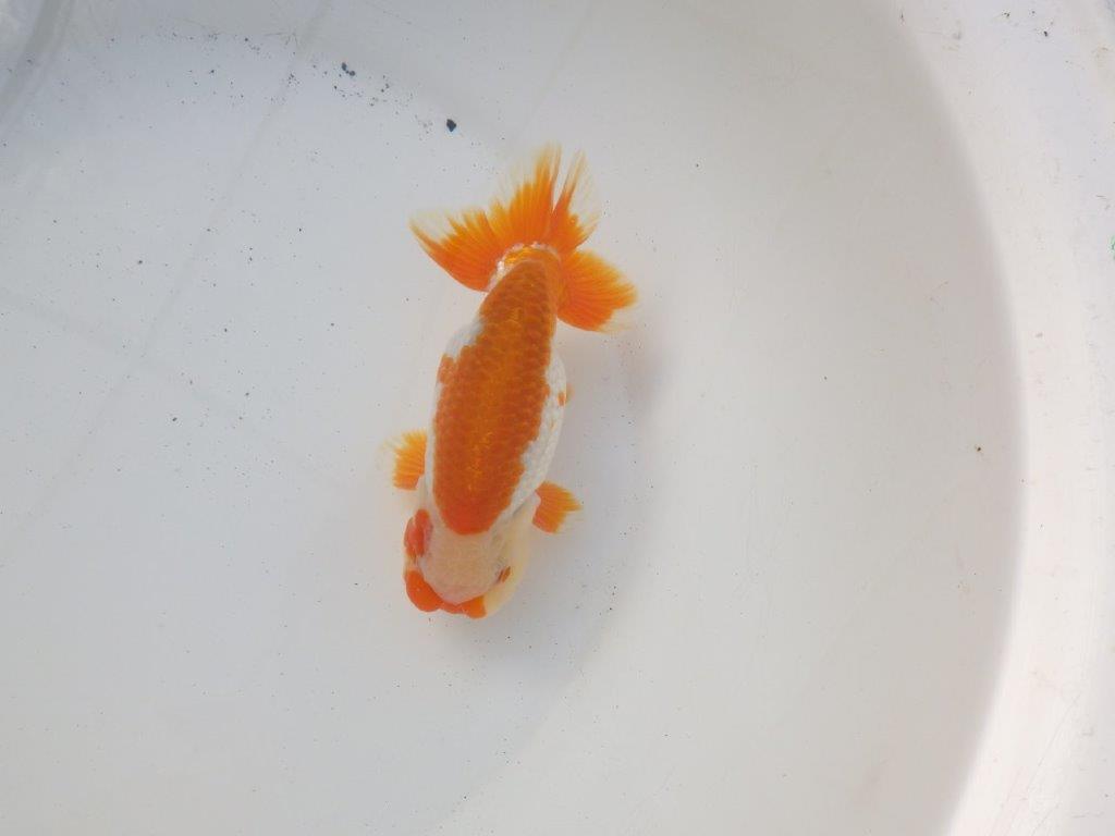 【 愛知超優良系統様】飼い込みお勧め明け二歳らんちゅう 約15㎝オス