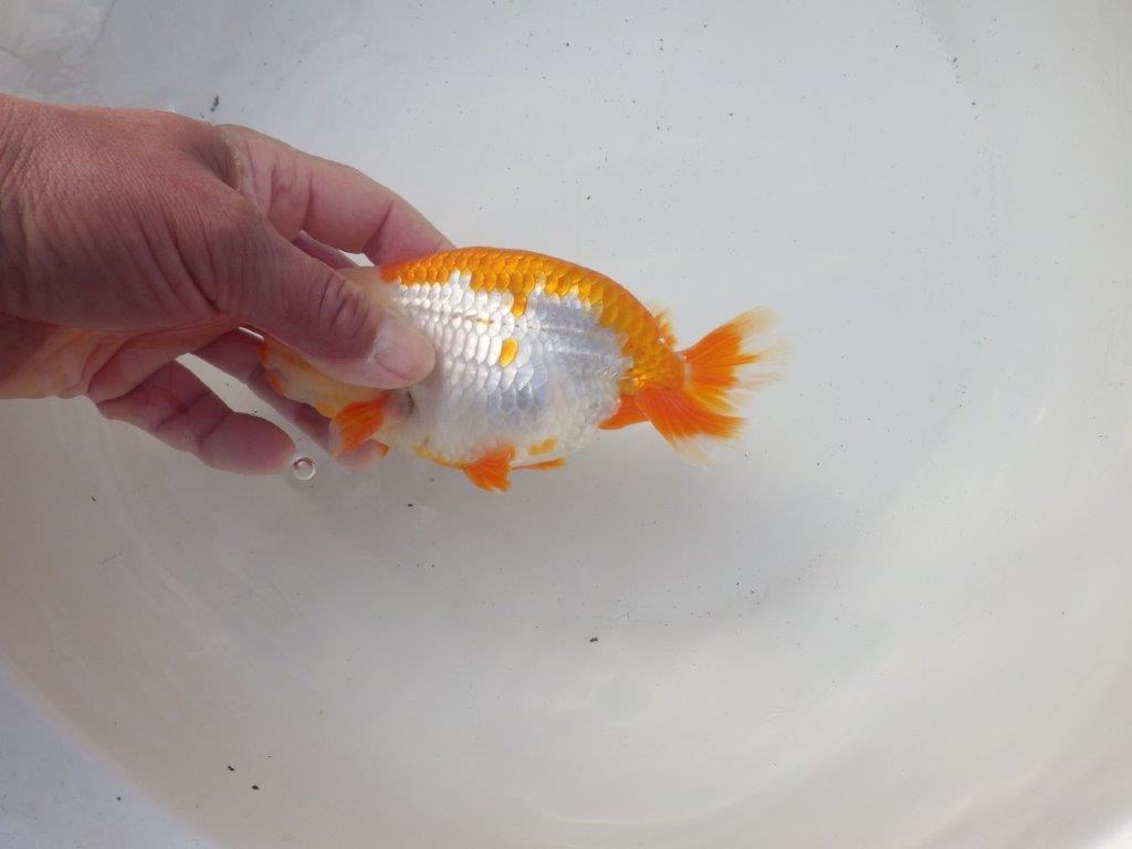 【 愛知超優良系統様】飼い込みお勧め明け二歳らんちゅう 約15㎝オス