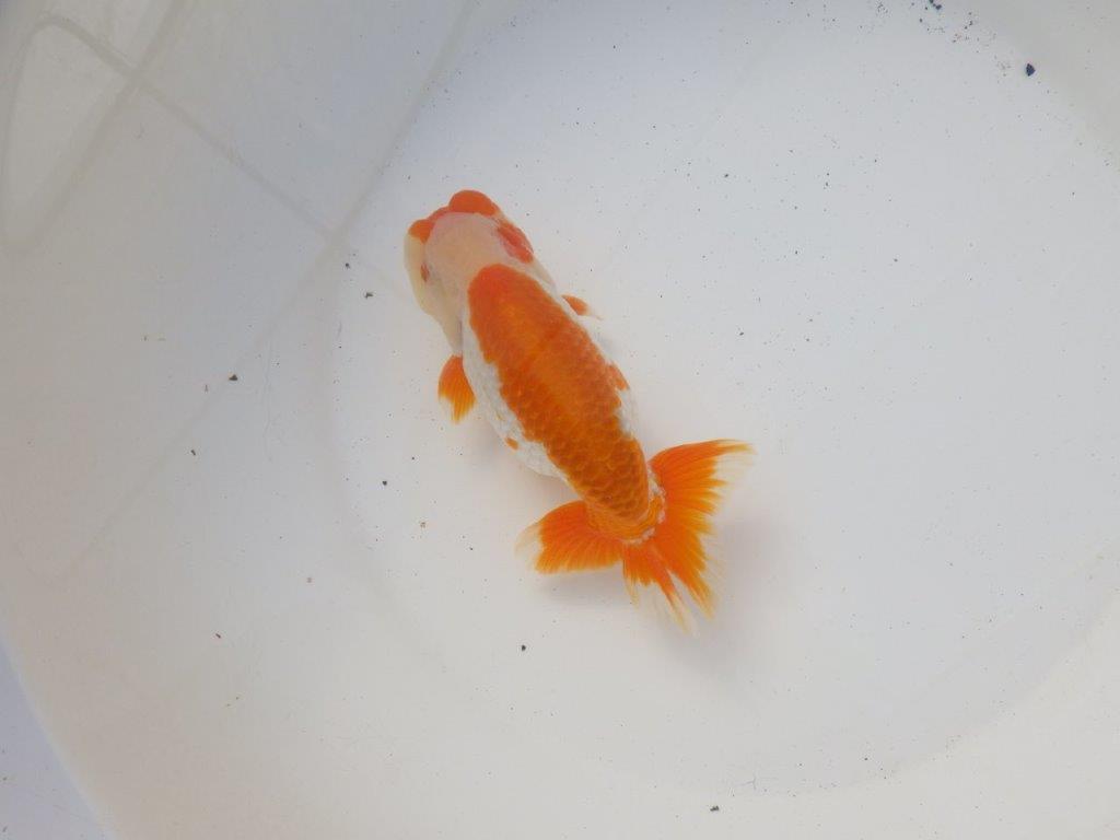 【 愛知超優良系統様】飼い込みお勧め明け二歳らんちゅう 約15㎝オス