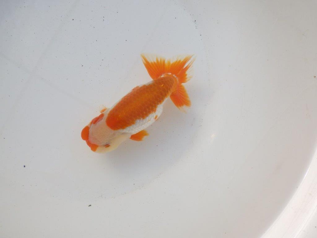 【 愛知超優良系統様】飼い込みお勧め明け二歳らんちゅう 約15㎝オス