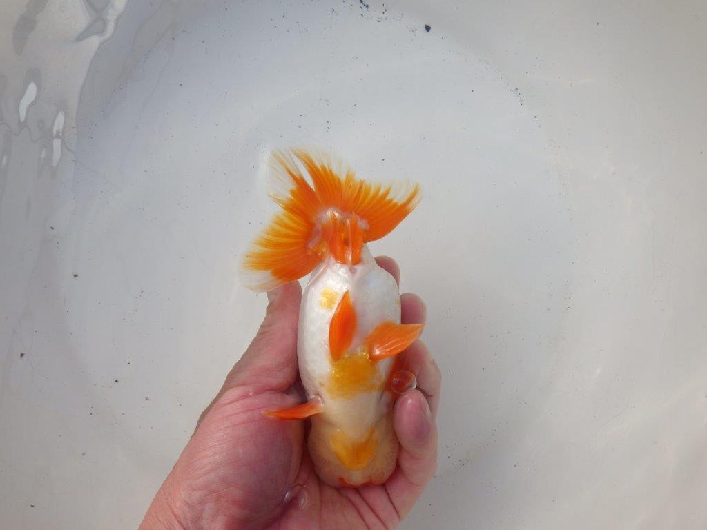 【 愛知超優良系統様】飼い込みお勧め明け二歳らんちゅう 約15㎝オス